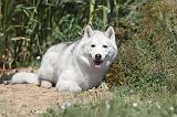 SIBERIAN HUSKY 067